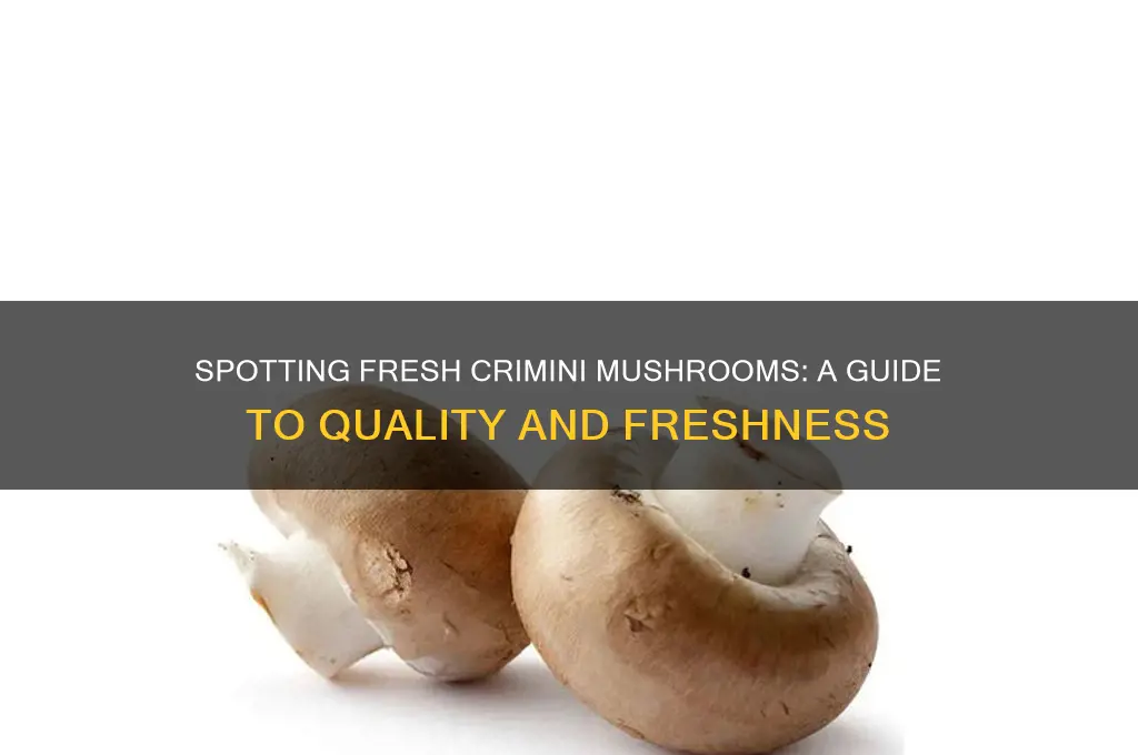 how to tell when crimini mushrooms are fresh