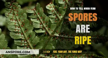 Identifying Ripe Fern Spores: A Guide to Perfect Timing for Harvesting