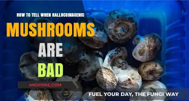 Identifying Spoiled Hallucinogenic Mushrooms: Key Signs and Safety Tips