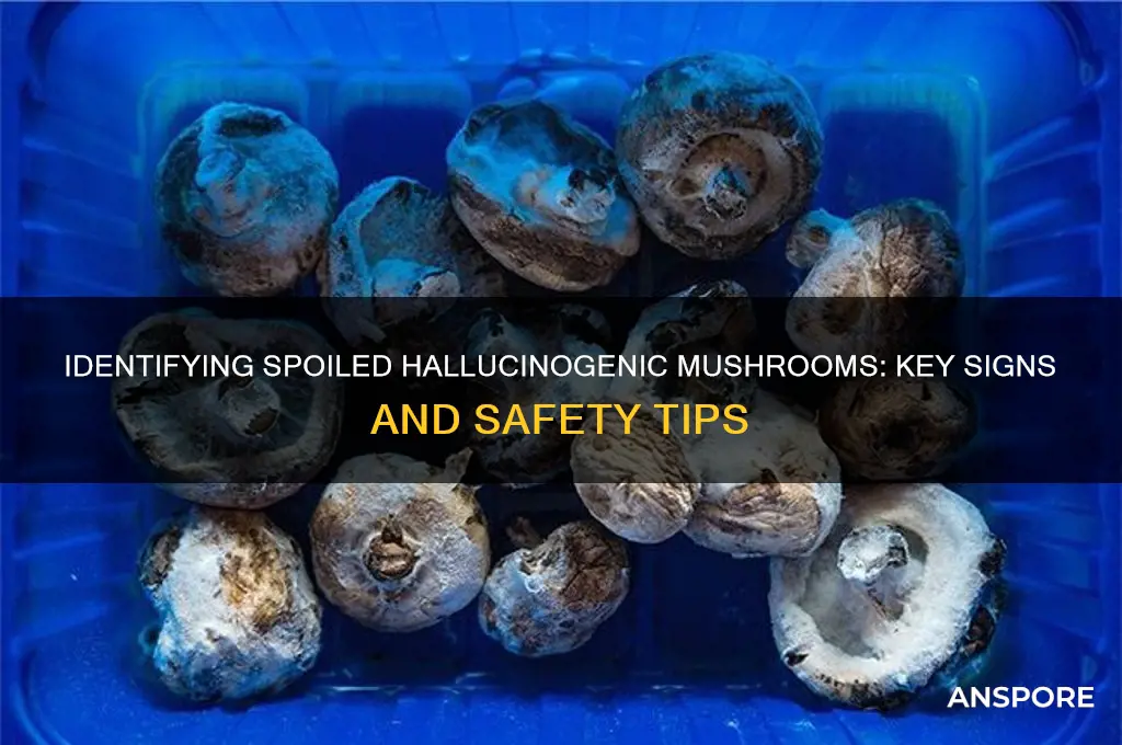 how to tell when hallucoinagenic mushrooms are bad