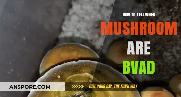 Spotting Spoiled Mushrooms: Signs Your Fungi Have Gone Bad