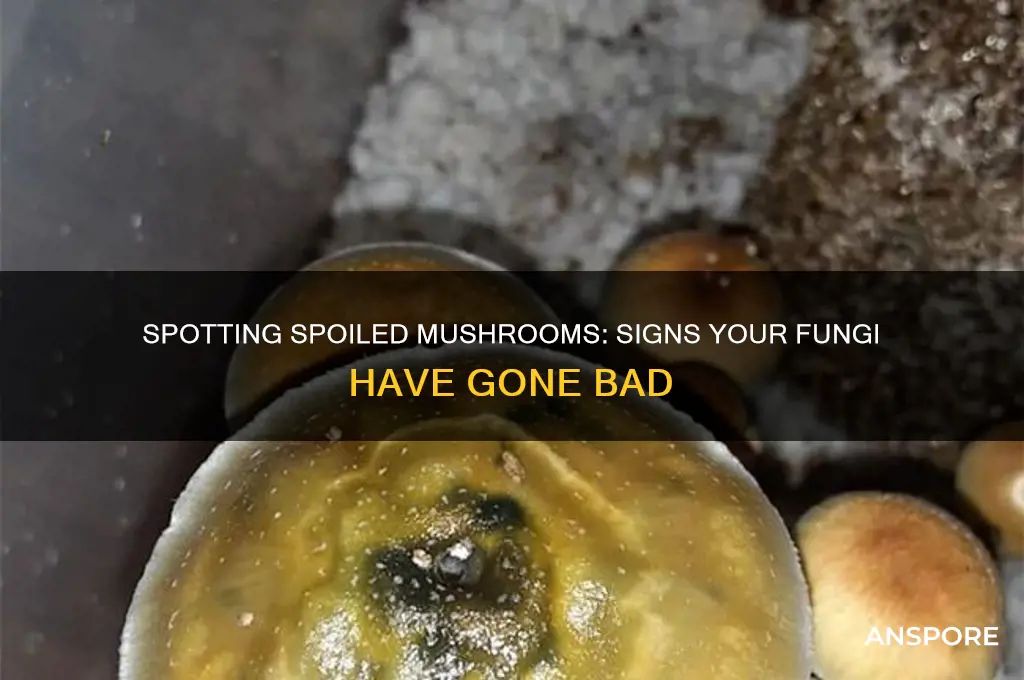 how to tell when mushrooms are bvad