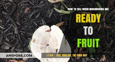Signs Your Mushroom Grow Kit is Ready to Fruit: A Guide