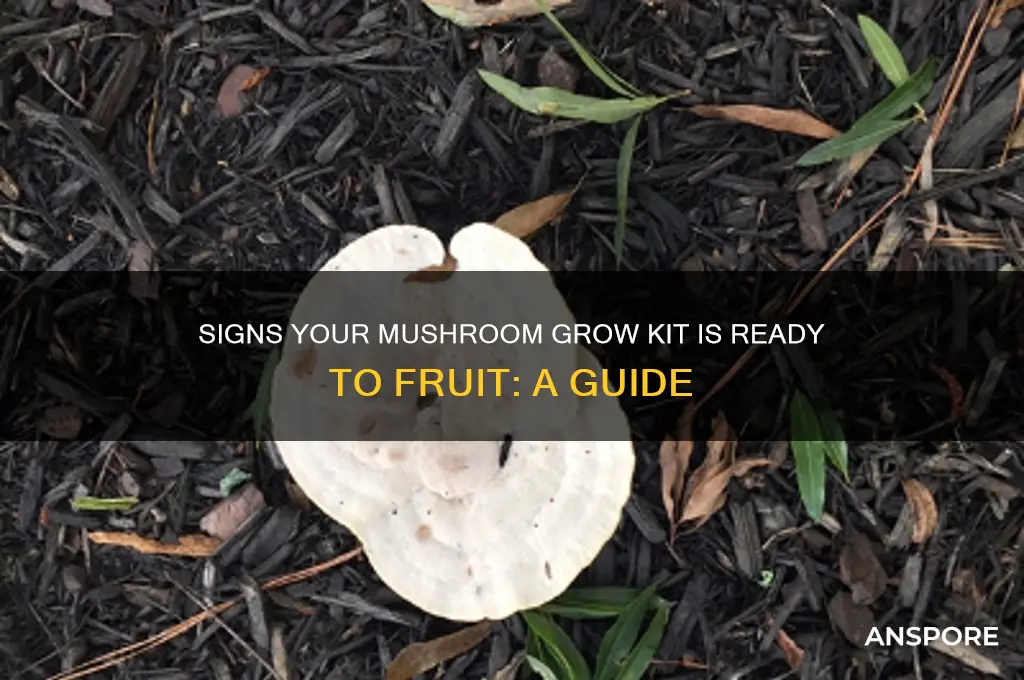 how to tell when mushrooms are ready to fruit