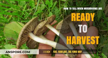 Identifying Perfectly Ripe Mushrooms: Harvesting Tips for Optimal Flavor and Texture