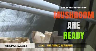 Identifying Perfect Oyster Mushrooms: Signs They're Ready for Harvesting