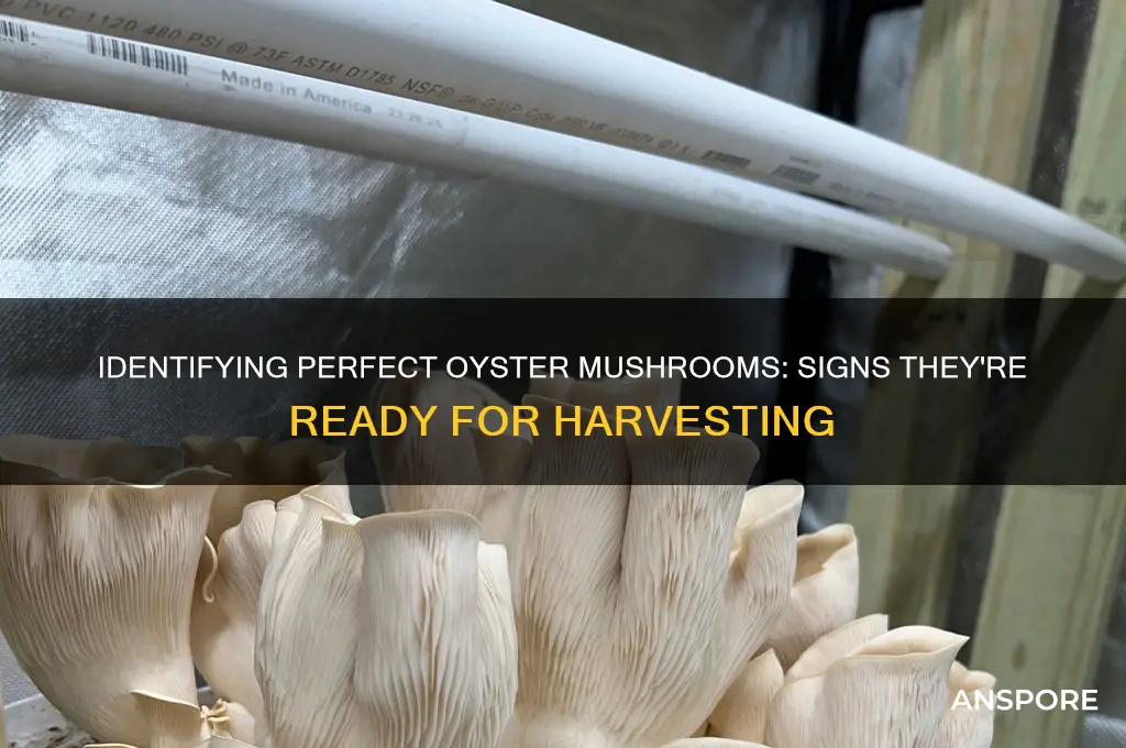 how to tell when oyster mushrooms are ready