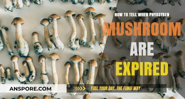 Identifying Expired Psilocybin Mushrooms: Key Signs and Safety Tips