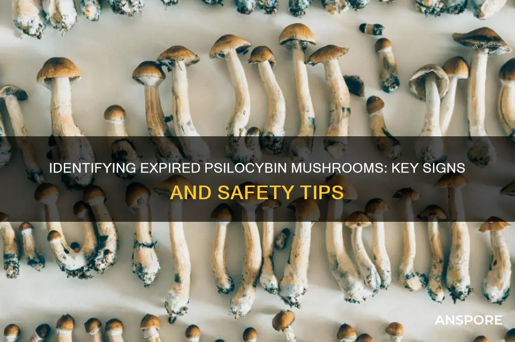 how to tell when phyosyben mushrooms are expired