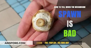 Identifying Spoiled Mushroom Spawn: Signs of Bad Quality and Contamination