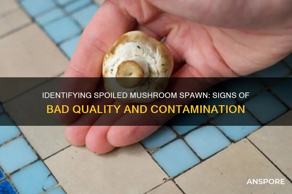 how to tell when the mushroom spawn is bad