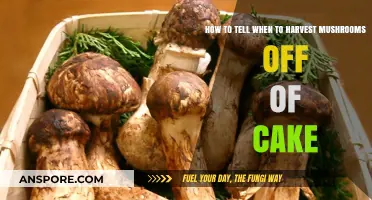 Harvesting Mushrooms: Timing Tips for Perfect Cake Yields