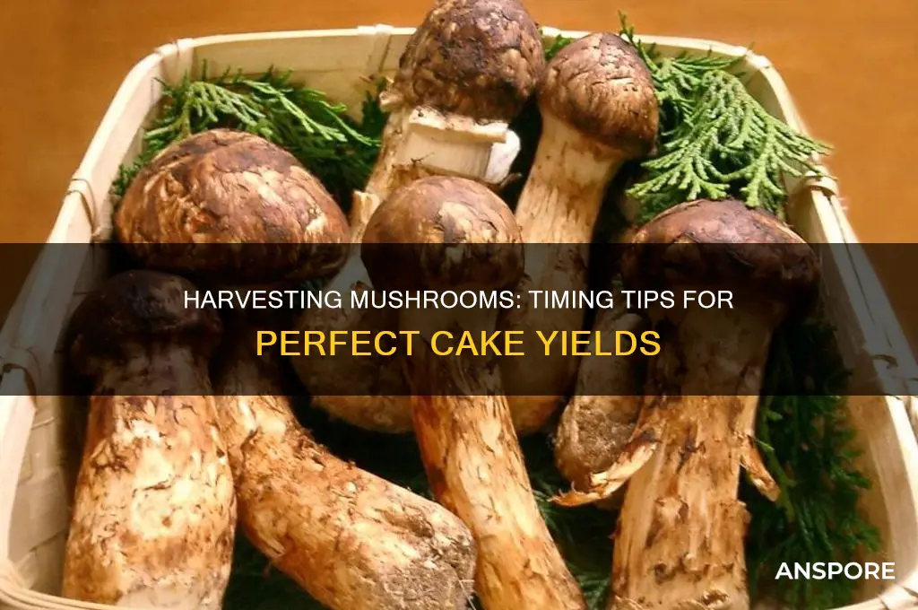 how to tell when to harvest mushrooms off of cake