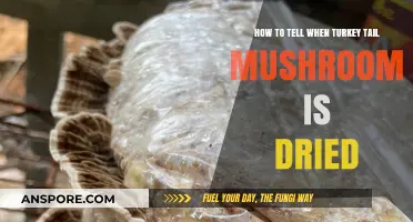 Identifying Perfectly Dried Turkey Tail Mushrooms: A Comprehensive Guide