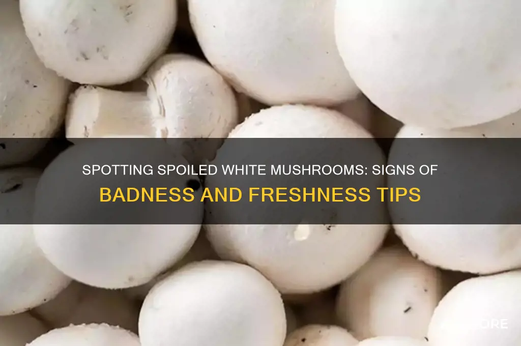 how to tell when white mushrooms are bad