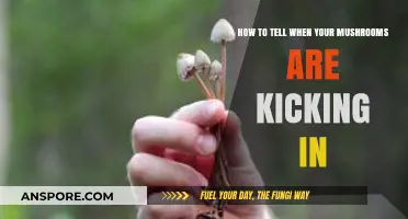 Recognizing the Onset: Signs Your Mushroom Experience is Beginning