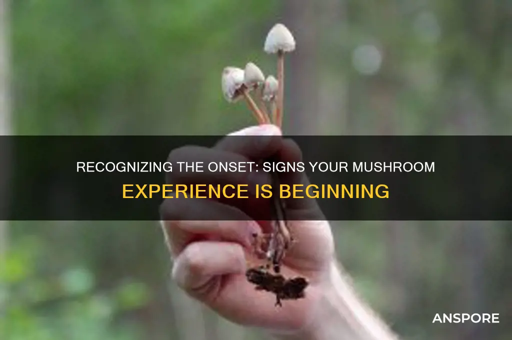 how to tell when your mushrooms are kicking in