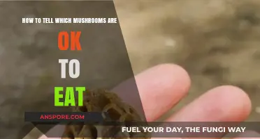 Safely Identifying Edible Mushrooms: A Beginner's Guide to Foraging