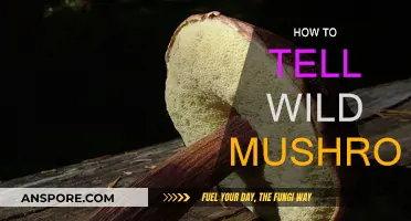 Identifying Wild Mushrooms: A Forager's Guide