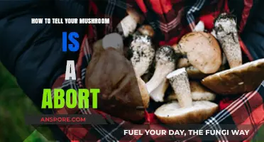 Identifying Aborted Mushrooms: Key Signs and Safe Foraging Tips