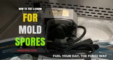 Effective Methods to Test Your Room for Mold Spores