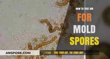 Effective Methods to Test Air Quality for Mold Spores