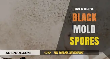 Effective Methods to Test for Black Mold Spores in Your Home