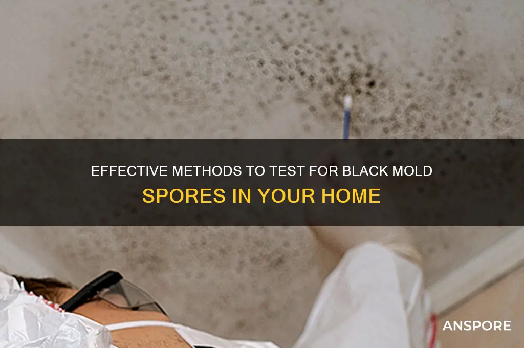 how to test for black mold spores