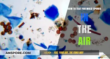 Detecting Mold Spores: A Comprehensive Guide to Air Quality Testing