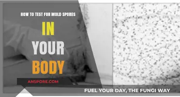 Detecting Mold Spores in Your Body: A Comprehensive Testing Guide