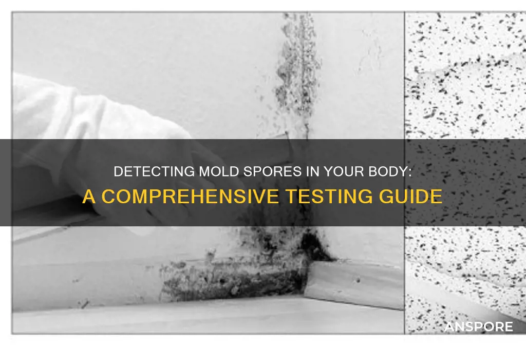 how to test for mold spores in your body