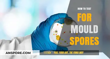 Effective Methods to Test for Mould Spores in Your Home