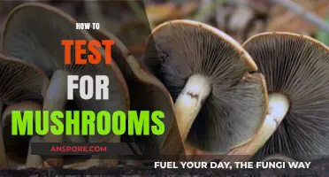 Testing for Mushrooms: A Step-by-Step Guide