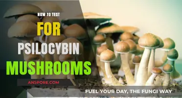 Safely Identifying Psilocybin Mushrooms: A Comprehensive Testing Guide