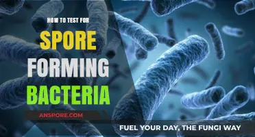 Effective Methods to Test for Spore-Forming Bacteria in Your Lab