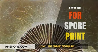 Mastering Mushroom Identification: A Step-by-Step Guide to Testing Spore Prints