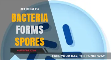 Effective Methods to Test for Bacterial Spore Formation in Labs