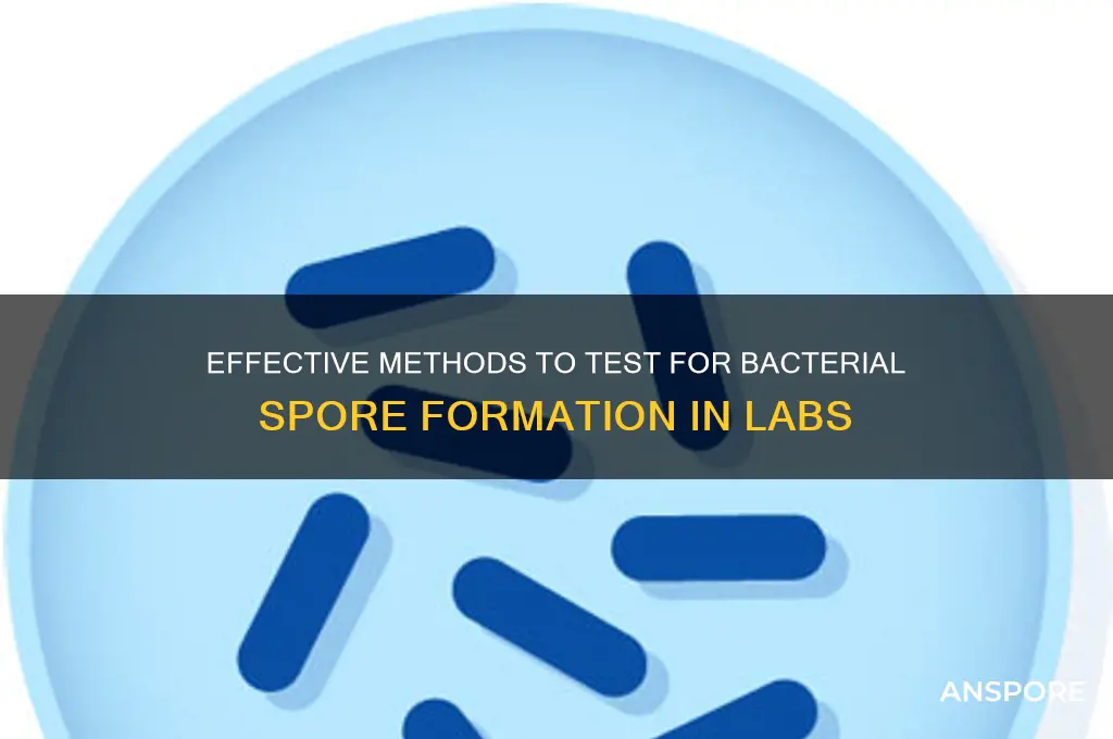 how to test if a bacteria forms spores