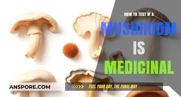 Identifying Medicinal Mushrooms: A Step-by-Step Testing Guide for Beginners