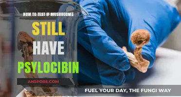 Testing Psilocybin Presence: Methods to Verify Mushroom Potency Safely