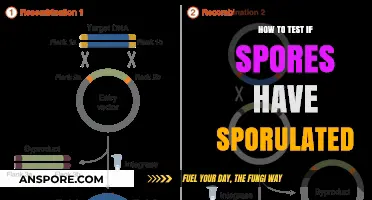 Effective Techniques to Verify Successful Sporulation in Microbial Cultures