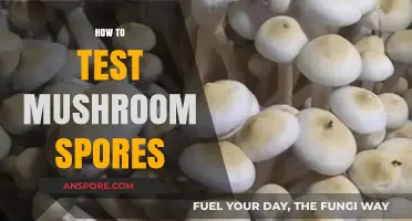 Mastering Mushroom Spore Testing: A Step-by-Step Guide for Beginners