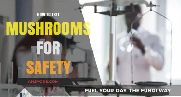 Safe Mushroom Foraging: Essential Testing Tips for Edible Identification