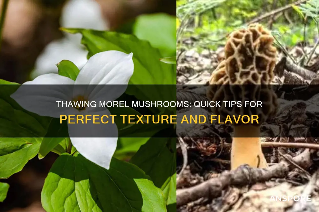 how to thaw frozen morel mushrooms