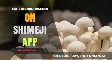 Mastering Shimeji Mushroom Cultivation with the Shimeji App Guide