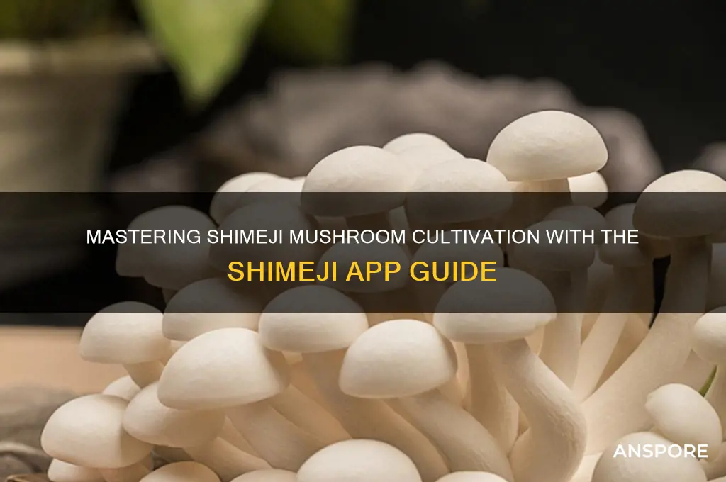 how to the shimeji mushroom on shimeji app