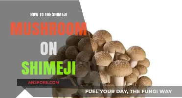 Mastering Shimeji Mushrooms: A Guide to Growing Shimeji at Home