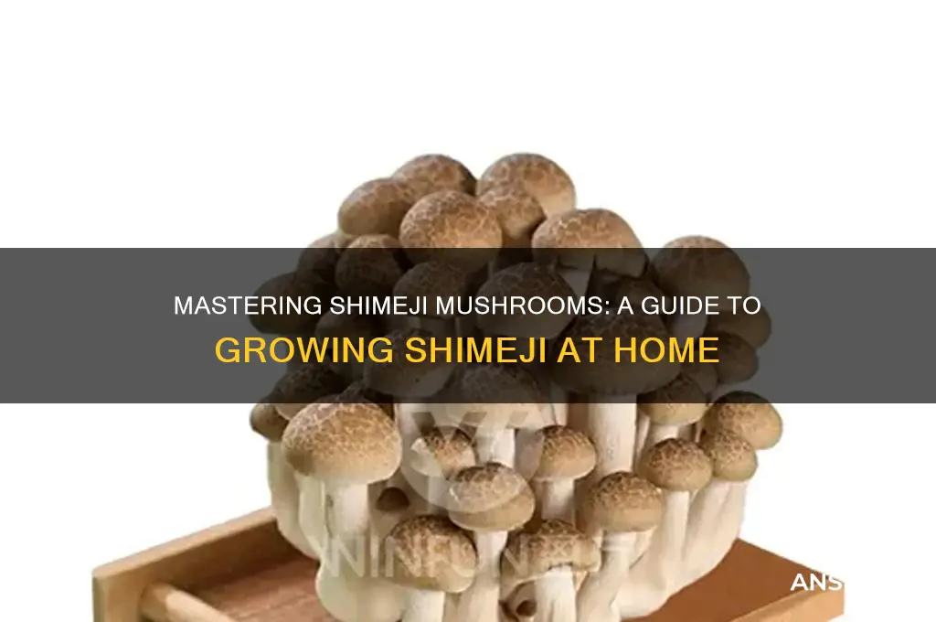 how to the shimeji mushroom on shimeji