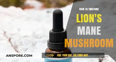 Mastering Lion's Mane Tincture: A Step-by-Step Guide to Extraction