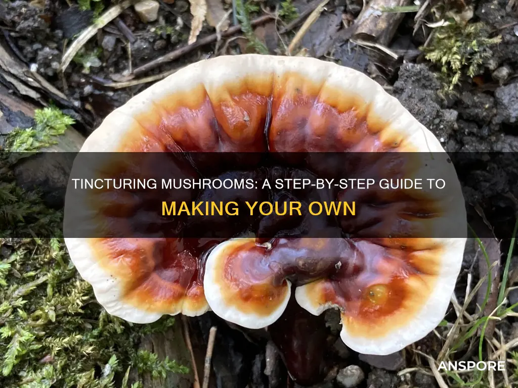 how to tincture mushrooms